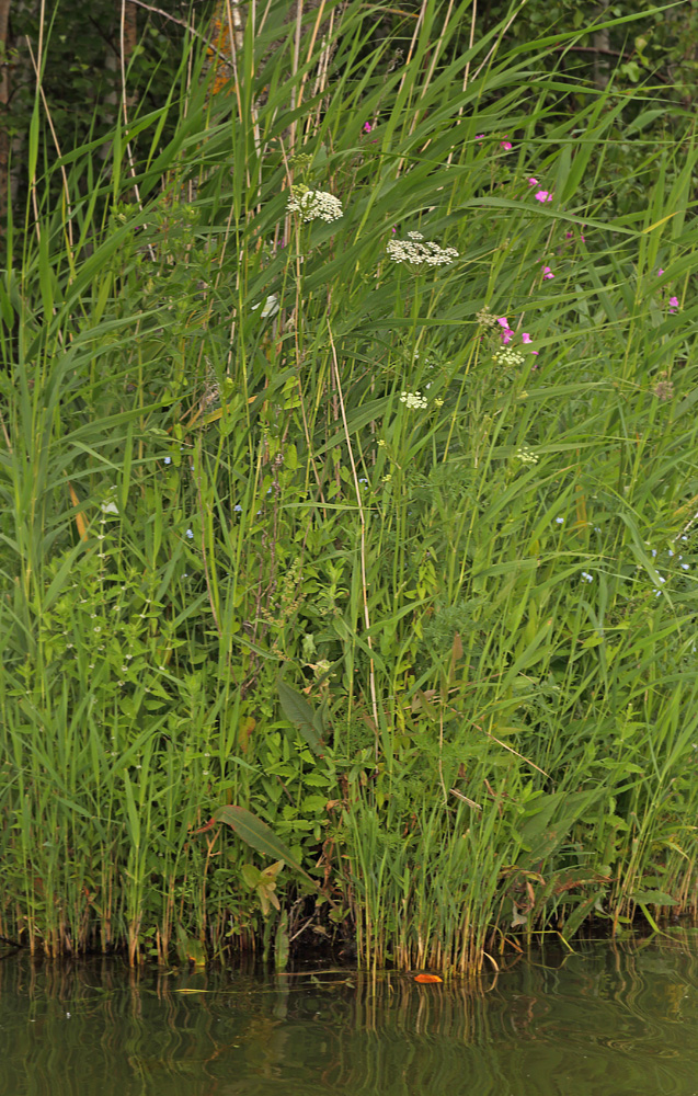 Kr-Svovlrod, Peucedanum palustre.  Gentofte S d. 12 juli 2016. Fotograf; Lars Andersen