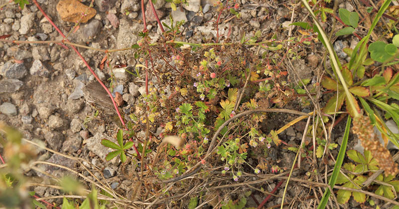 Liden Storkenb, Geranium pusillum. Pyrolysegrunden, det nordlig Amager d. 25 juli 2016. Fotograf: Lars Andersen