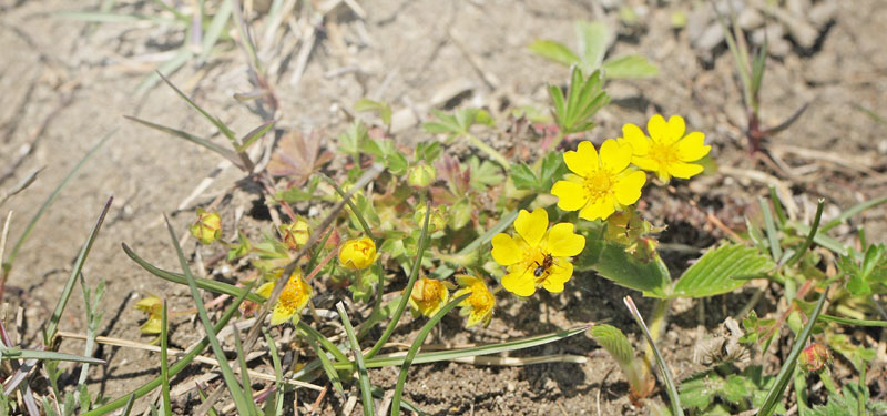 Vrpotentil, Potentilla tabernaemontani. Rsns, Vestsjlland d.4 maj 2016.  Fotograf; Lars Andersen