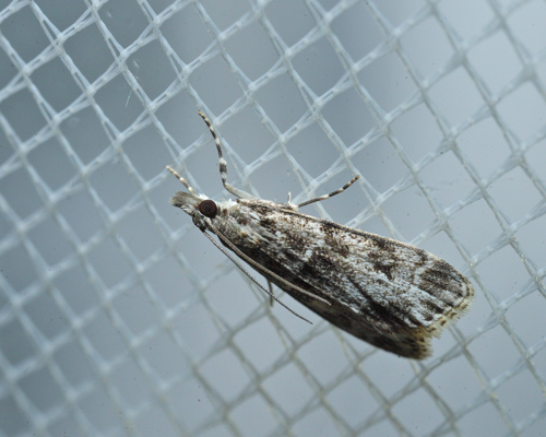 Scoparia basistrigalis. Maglemose, Vedbæk, Nordsjælland d. 23 juli 2016. Fotograf; Lars Andersen