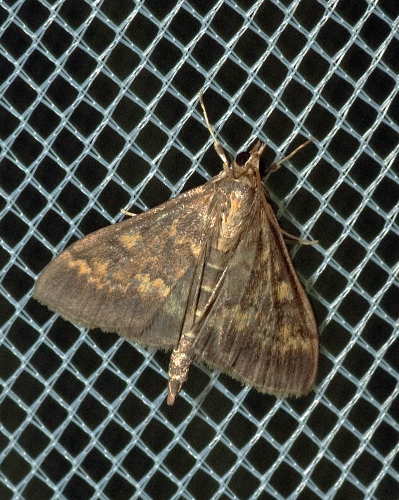 Majshalvmøl, Ostrinia nubilalis. Maglemosen, Vedbæk d. 23 juli 2016. Fotograf: Lars Andersen