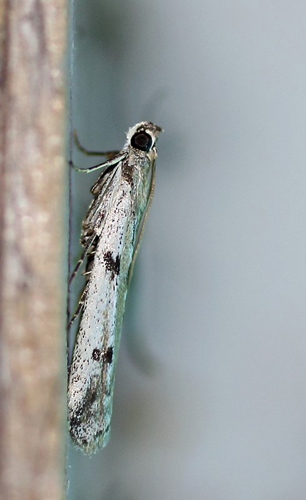 Phycitodes binaevella. Bjerget, Lolland d. 24 juli 2016. Fotograf; Claus Grahndin