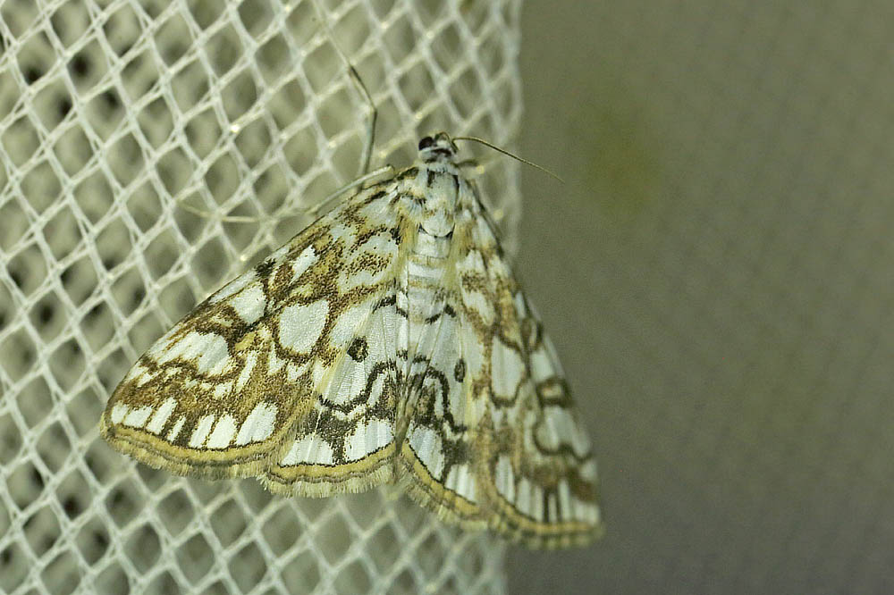 Åkandehalvmøl, Elophila nymphaeata. Maglemosen, Vedbæk d. 23 juli 2016. Fotograf: Lars Andersen