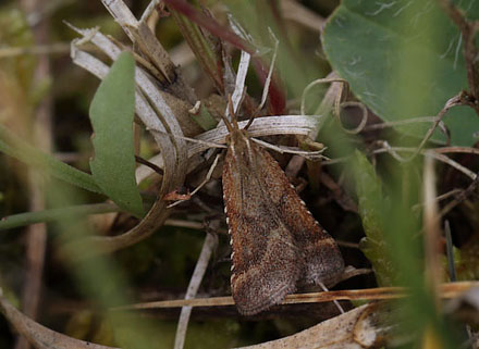 Synaphe punctalis. Bt Dige d. 2 august 2016. Fotograf; Lars Andersen