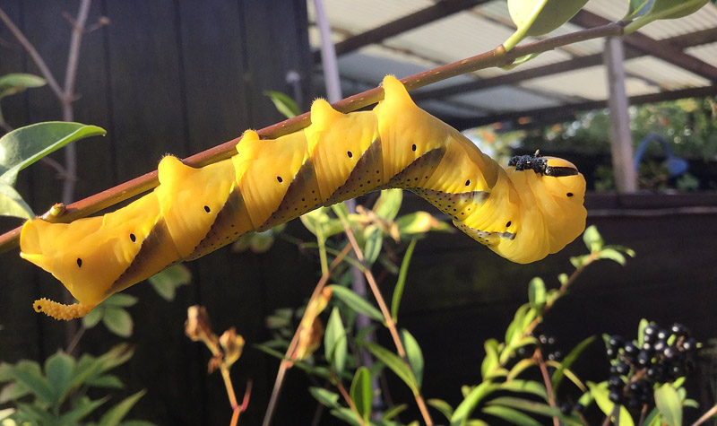 Ddningehoved, Acherontia atropos larve i sidste stadie. Amager d. 25 september 2016.  Fotograf;  Jette Carla  Pedersen