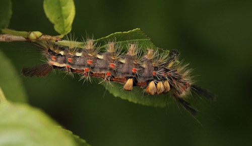 Lille Penselspinder, Orgyia antiqua larve. Fensmark Skov, Sydsjlland d. 7 august 2016. Fotograf; Lars Andersen