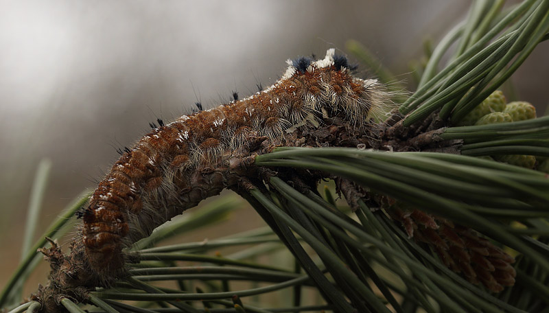 Fyrrespinder, Dendrolimus pini. Brandbjerg d. 14 maj 2016. Fotograf; Lars Andersen