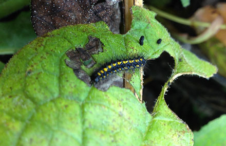Jomfrubjørn, Callimorpha dominula (Linnaeus, 1758). Mørkøv, Vestsjælland d. 29 oktober 2016. Fotograf; Philip Hahn Petersen