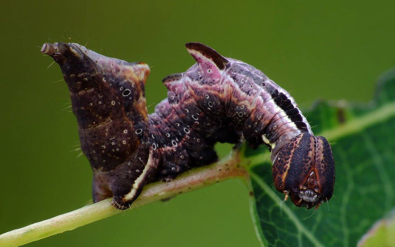 Zigzagspinder, Notodonta ziczac. Gren, Djursland d. 30 juli 2016. Fotograf; Kjeld Brem Srensen