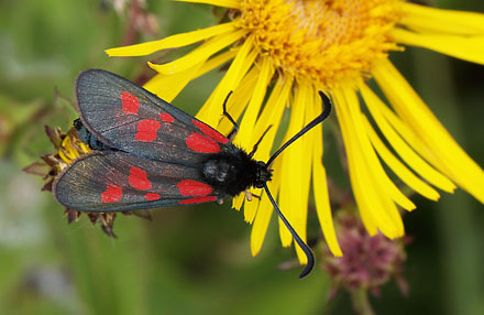 Lille Kllesvrmer, Zygaena viciae. Amager Flled d. 21 juni 2016. Fotograf: Lars Andersen