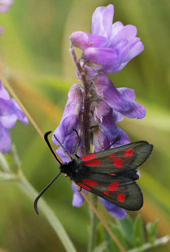 Lille Kllesvrmer, Zygaena viciae. Amager Flled d. 21 juni 2016. Fotograf: Lars Andersen