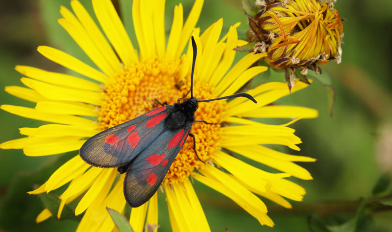 Lille Kllesvrmer, Zygaena viciae. Amager Flled d. 21 juni 2016. Fotograf: Lars Andersen