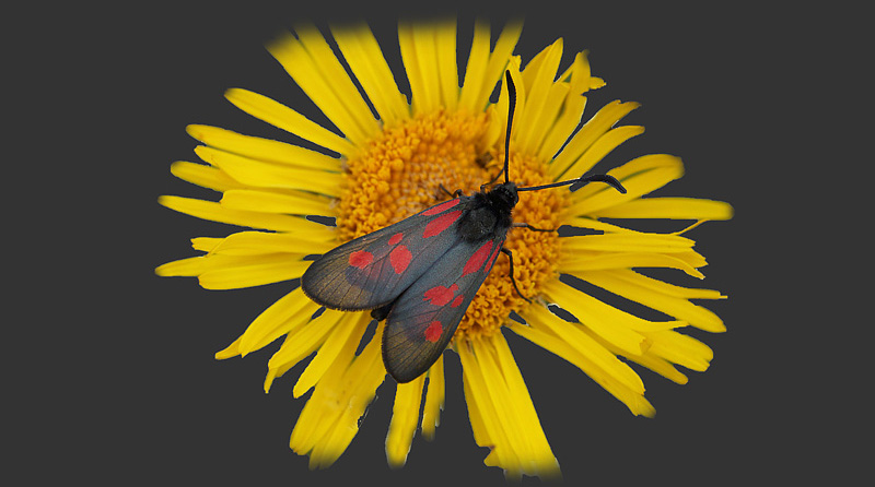 Lille Kllesvrmer, Zygaena viciae. Amager Flled d. 21 juni 2016. Fotograf: Lars Andersen