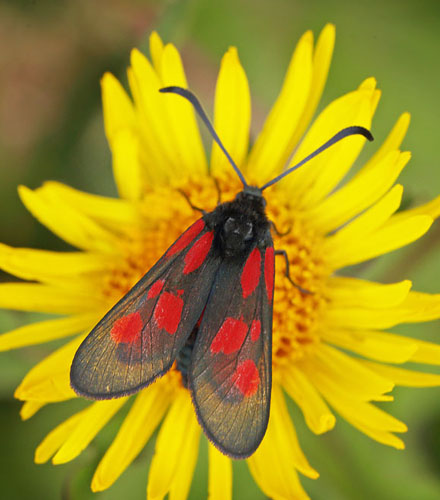 Lille Kllesvrmer, Zygaena viciae. Amager Flled d. 21 juni 2016. Fotograf: Lars Andersen