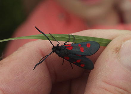 Femplettet Kllesvrmer, Zygaena lonicerae. Amager Flled, Amager d. 26 juni - 2016. Fotograf; Lars Andersen