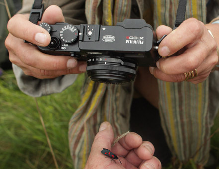 Femplettet Kllesvrmer, Zygaena lonicerae. Amager Flled d. 26 juni 2016. Fotograf: Lars Andersen