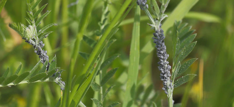 Musevikkebladlus, Aphis craccae. Sjarp, Blekinge, Sverige d. 4 juni 2016. Fotograf: Lars Andersen