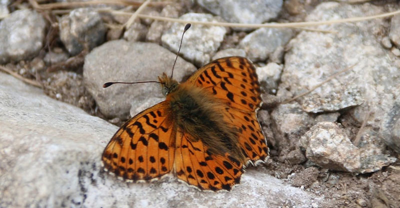 Balkanperlemorsommerfugl, Boloria graeca. Madone de Fenestre, Alpes-Maritimes, Frankrig d. 30 juli 2016. Fotograf; Yvonne Nielsen