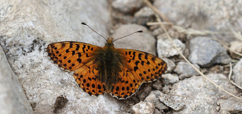 Balkanperlemorsommerfugl, Boloria graeca. Madone de Fenestre, Alpes-Maritimes, Frankrig d. 30 juli 2016. Fotograf; Yvonne Nielsen