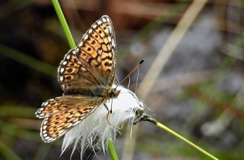 Sortringet Perlemorsommerfugl, Boloria eunomia ssp. ossiana (Herbs, 1800). Skogsfoss, Pasvikdalen, Finnmarken, Norge d. 29 juni 2016. Fotograf; Torben Sebro