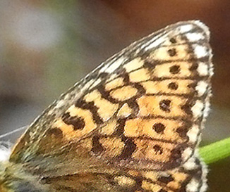 Sortringet Perlemorsommerfugl, Boloria eunomia ssp. ossiana (Herbs, 1800). Skogsfoss, Pasvikdalen, Finnmarken, Norge d. 29 juni 2016. Fotograf; Torben Sebro