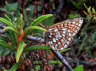 Sortringet Perlemorsommerfugl, Boloria eunomia ssp. ossiana (Herbs, 1800). Skogsfoss, Pasvikdalen, Finnmarken, Norge d. 29 juni 2016. Fotograf; Torben Sebro