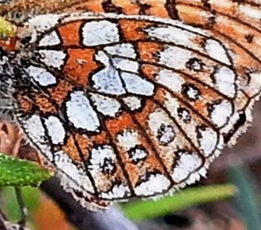 Sortringet Perlemorsommerfugl, Boloria eunomia ssp. ossiana (Herbs, 1800). Skogsfoss, Pasvikdalen, Finnmarken, Norge d. 29 juni 2016. Fotograf; Torben Sebro