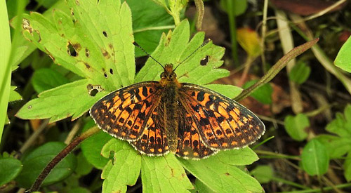 Thors Perlemorsommerfugl, Boloria thore ssp.: borealis (Staudinger, 1861).  Luftjok, 5 - 7 km. nord for Tana, Finnmarken, Norge d. 3 juli 2016. Fotograf; Torben Sebro