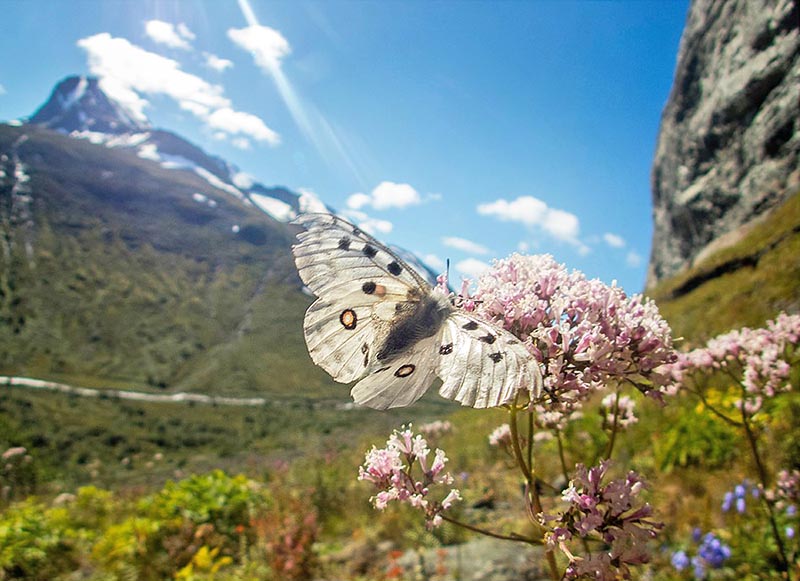 Apollo, Parnassius apollo ssp. jotunensis (Opheim, 1945). Gjendebu, Jotunheimen, Norge August 2016. Fotograf; yvind Sandbulkken