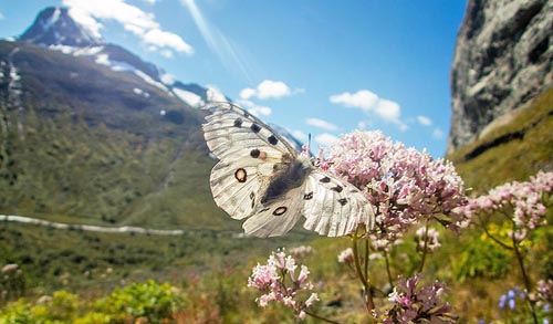 Apollo, Parnassius apollo ssp. jotunensis (Opheim, 1945). Gjendebu, Jotunheimen, Norge August 2016. Fotograf; yvind Sandbulkken