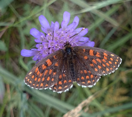 Veronikantfjril, Melitaea britomartis. Smland, Sverige juni 2016. Fotograf; Anders Brattstrm