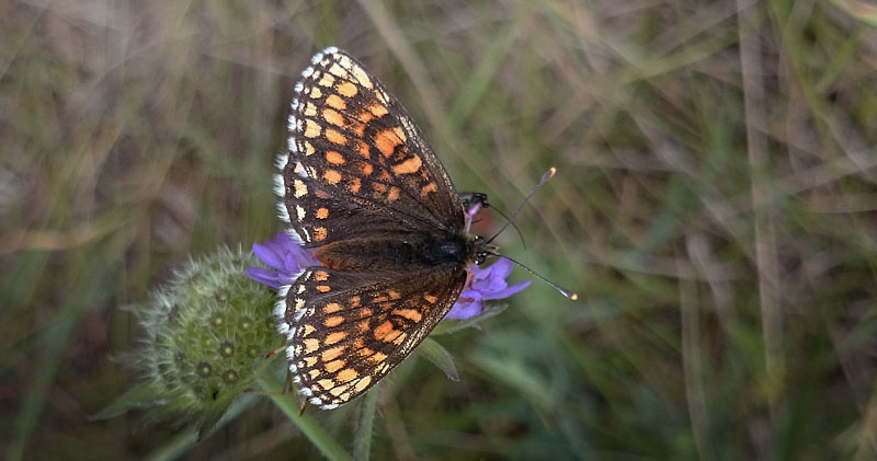 Veronikantfjril, Melitaea britomartis. Smland, Sverige juni 2016. Fotograf; Anders Brattstrm