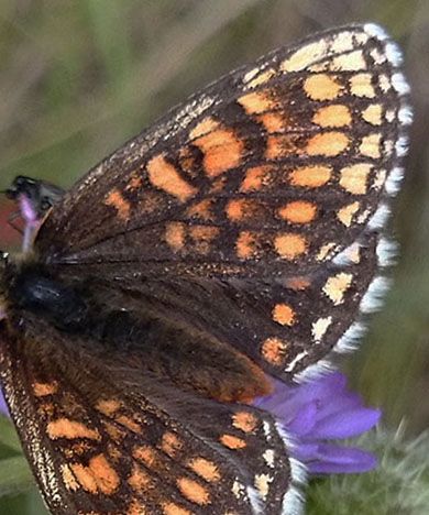 Veronikantfjril, Melitaea britomartis. Smland, Sverige juni 2016. Fotograf; Anders Brattstrm