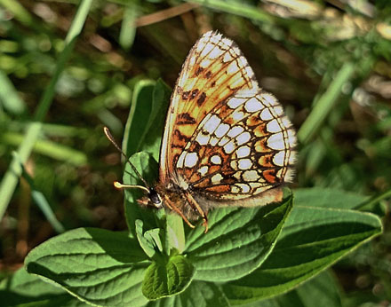 Veronikantfjril, Melitaea britomartis. Smland, Sverige juni 2016. Fotograf; Anders Brattstrm