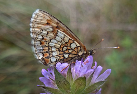 Veronikantfjril, Melitaea britomartis. Smland, Sverige juni 2016. Fotograf; Anders Brattstrm