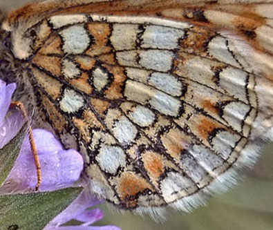 Veronikantfjril, Melitaea britomartis. Smland, Sverige juni 2016. Fotograf; Anders Brattstrm