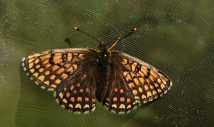 Veronikantfjril, Melitaea britomartis. Smland, Sverige juni 2016. Fotograf; Anders Brattstrm