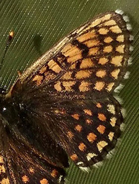 Veronikantfjril, Melitaea britomartis. Smland, Sverige juni 2016. Fotograf; Anders Brattstrm