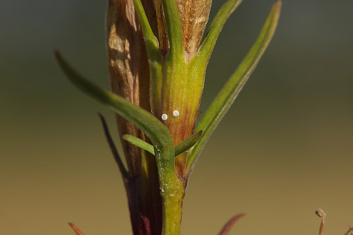 Klokke-Ensian, Gentiana pneumonanthe med Ensianblfugl, Maculinea alcon g. Hunnerdsmossen, Skne, Sverige d. 14 september - 2016. Fotograf: Lars Andersen