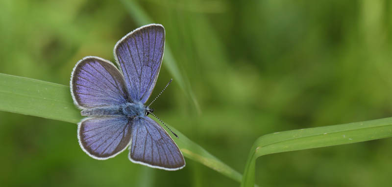 Engblfugl, Polyommatus semiargus han. Massemla, Smland, Sverige d. 18 juni 2016. Fotograf; Lars Andersen