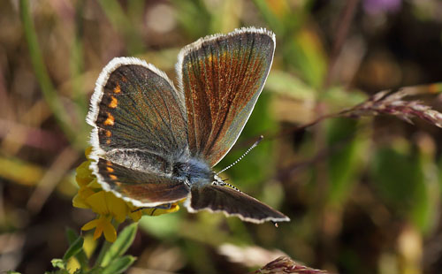 Hvidrandet Blfugl, Polyommatus dorylas hun. hus, Skne, Sverige d. 20 Juli 2016. Fotograf: Lars Andersen