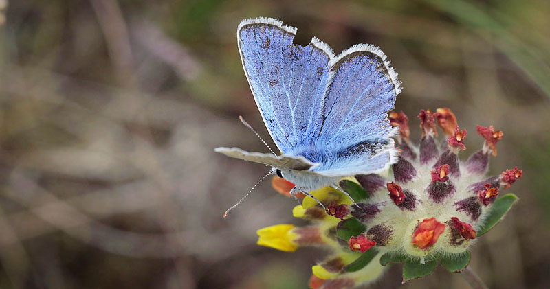 Hvidrandet Blfugl, Polyommatus dorylas han. hus, Skne, Sverige d. 20 Juli 2016. Fotograf: Lars Andersen