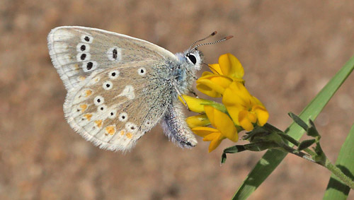 Hvidrandet Blfugl, Polyommatus dorylas han. hus, Skne, Sverige d. 20 Juli 2016. Fotograf: Lars Andersen