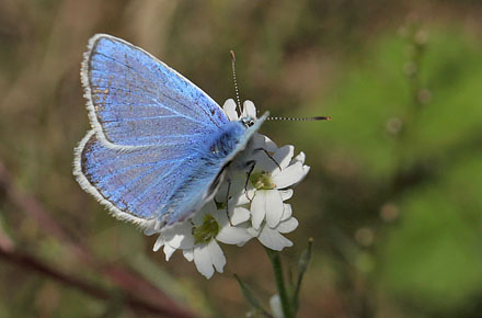 Hvidrandet Blfugl, Polyommatus dorylas han. hus, Skne, Sverige d. 20 Juli 2016. Fotograf: Lars Andersen