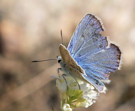 Hvidrandet Blfugl, Polyommatus dorylas han. hus, Skne, Sverige d. 20 Juli 2016. Fotograf: Lars Andersen