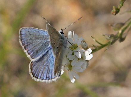 Hvidrandet Blfugl, Polyommatus dorylas han. hus, Skne, Sverige d. 20 Juli 2016. Fotograf: Lars Andersen