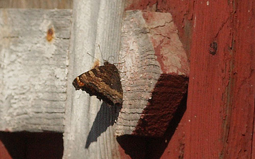 Kirsebrtakvinge, Nymphalis polychloros. Bommerstorp, Brkne-Hoby, Blekinge, Sverige d. 26 marts 2016. Fotograf;  Lars Andersen