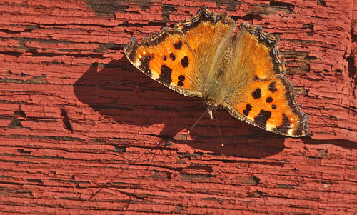 Kirsebrtakvinge, Nymphalis polychloros. Bommerstorp, Brkne-Hoby, Blekinge, Sverige d. 26 marts 2016. Fotograf;  Lars Andersen