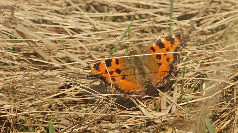 Kirsebrtakvinge, Nymphalis polychloros. Bommerstorp, Brkne-Hoby, Blekinge, Sverige d. 26 marts 2016. Fotograf;  Emil Bjerregrd