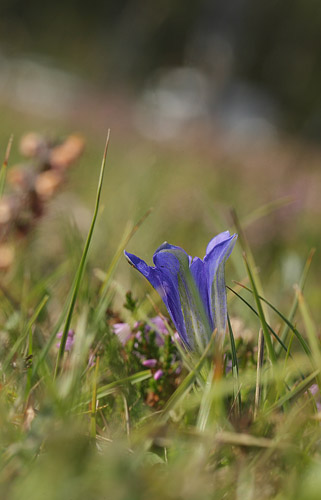 Klokke-Ensian, Gentiana pneumonanthe. Skanr Ljungen, Skne, Sverige d. 14 september - 2016. Fotograf: Lars Andersen